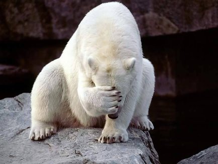 A polar bear facepalming