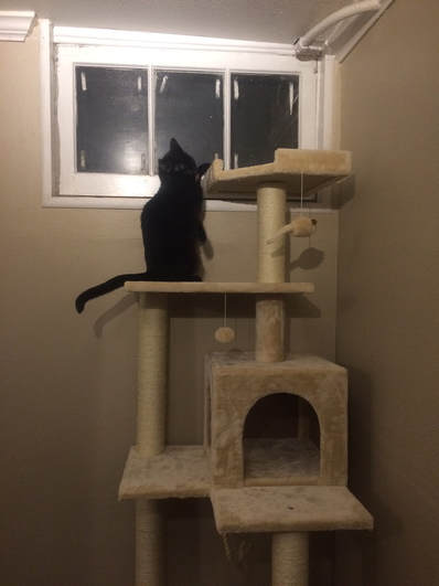 Cat playing on her new cat tree