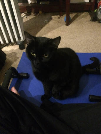 Cleo the cat sitting on a yoga mat