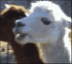 Animated gif of an extremely baffled llama