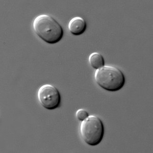 Picture of microscopic yeast cells