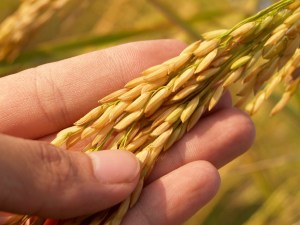 Hand holding wheat