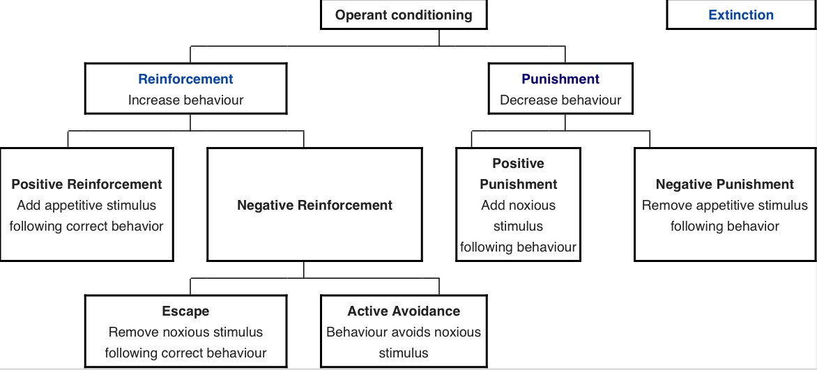An organizational graph of operant conditioning from Wikipedia.