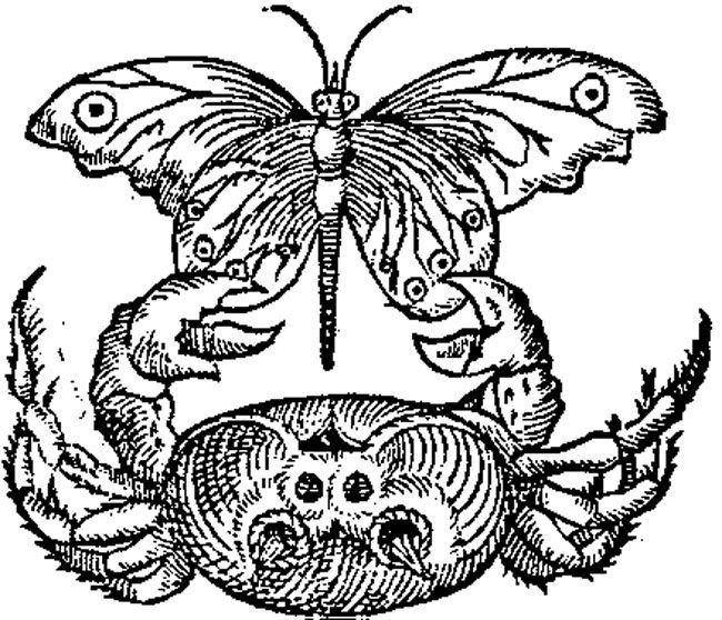 An ink drawing of a stylized crab clinging to the wings of a flying butterfly, one symbol of Festina Lente