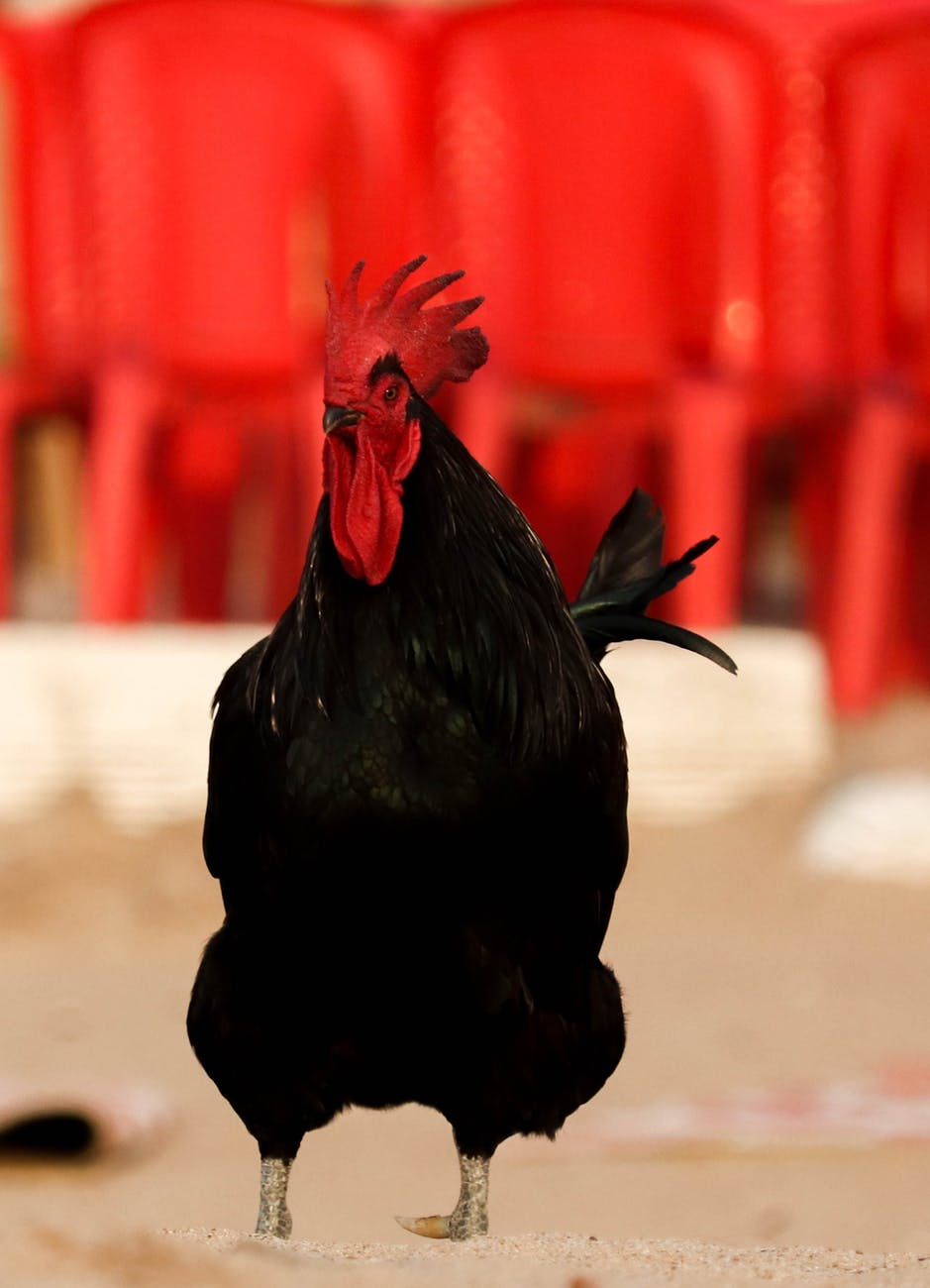 A very confident-looking rooster