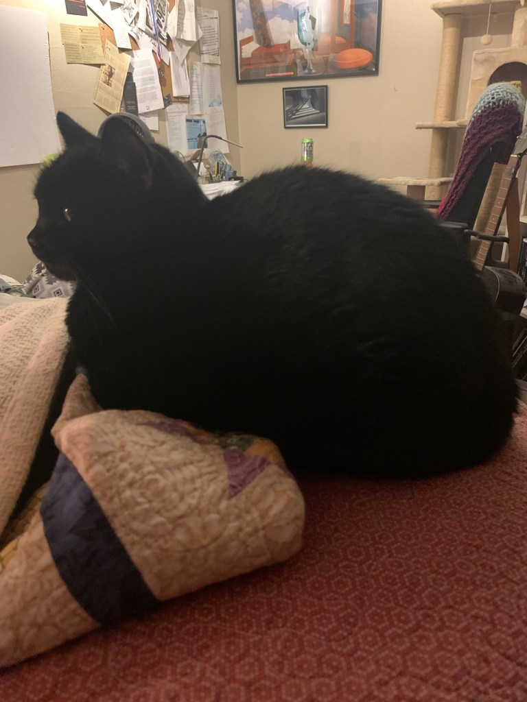 The authors black cat, being a snuggly little loaf.