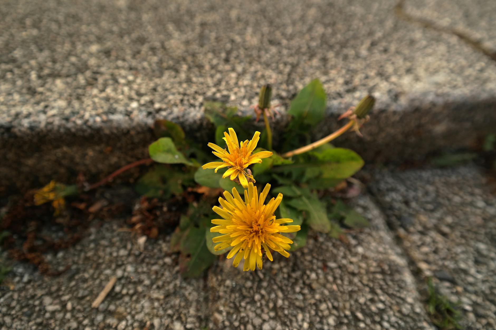Dandelions growing out of a sidewalk
