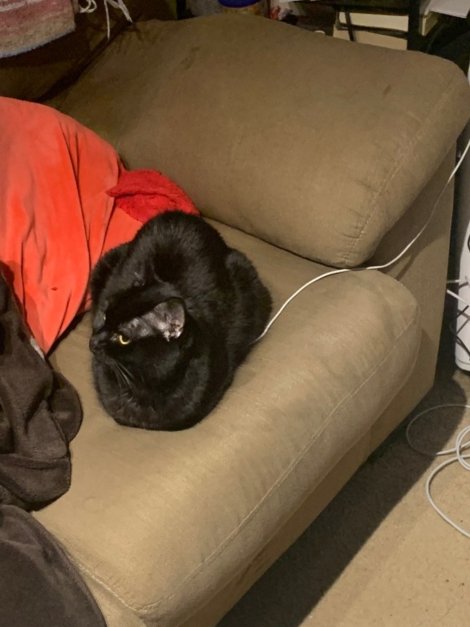 A black cat on a tan sofa sitting on a laptop charging cable