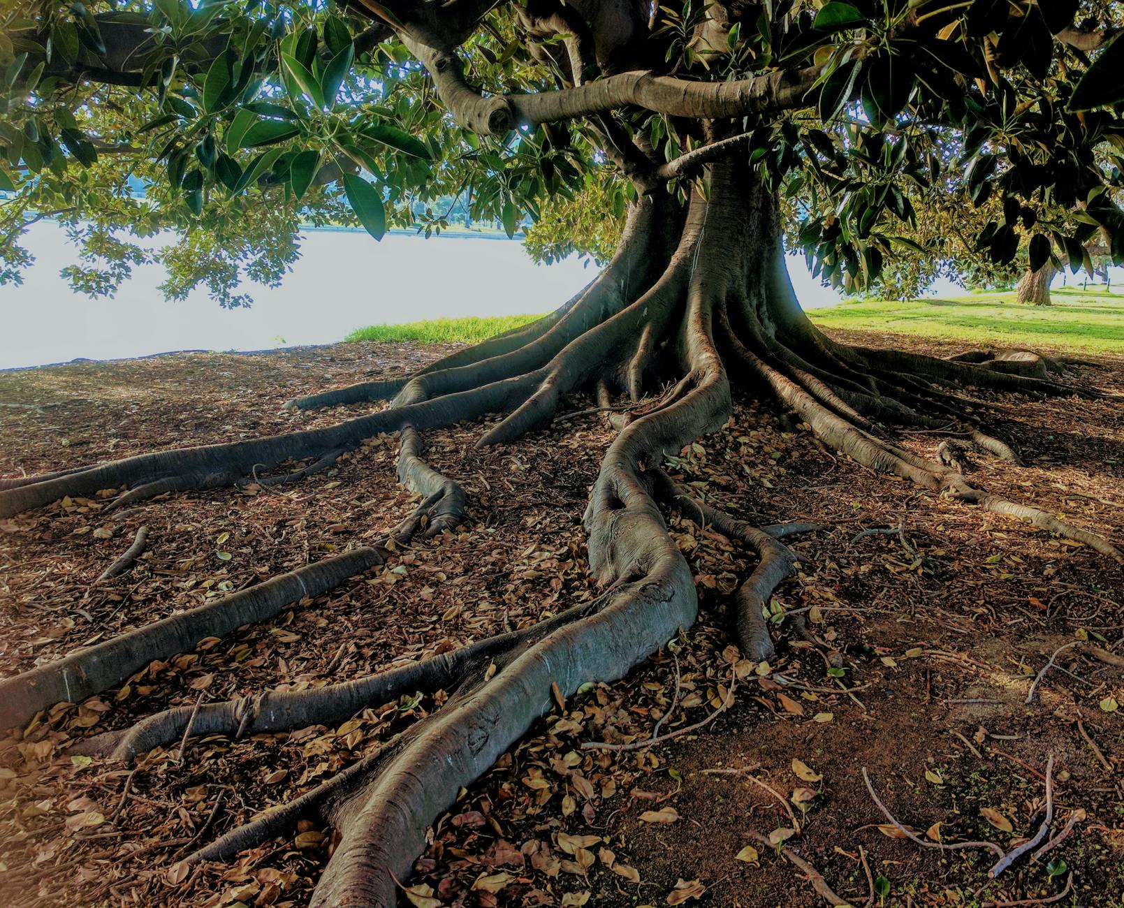Picture of an old tree with large, sprawling above-ground roots.